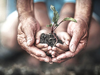 Two hands holding a plant with soil on it